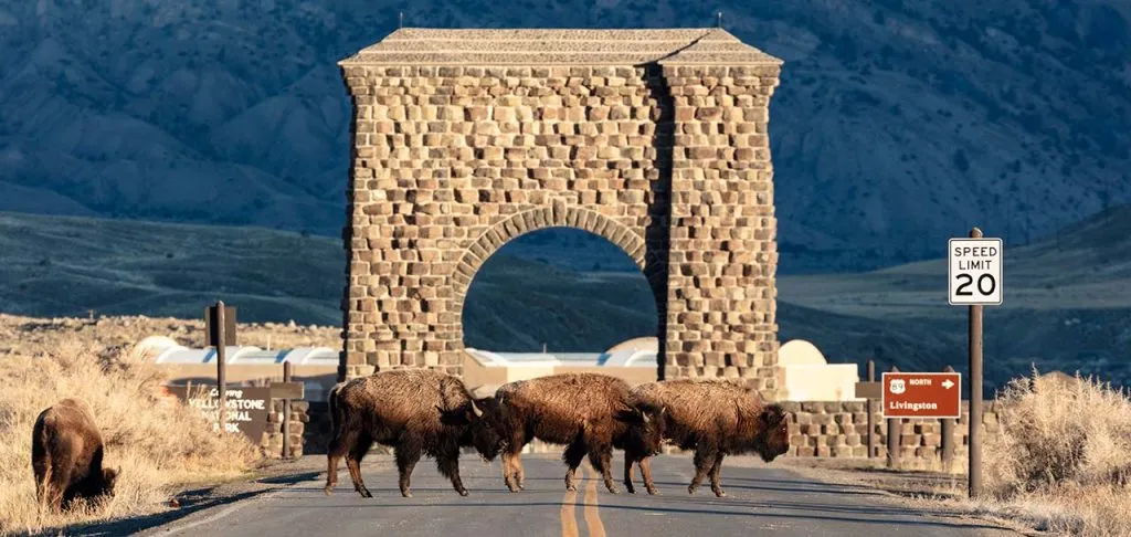 bison walking in front of yellowstone's north gate